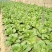 大白菜7斤以上毛菜