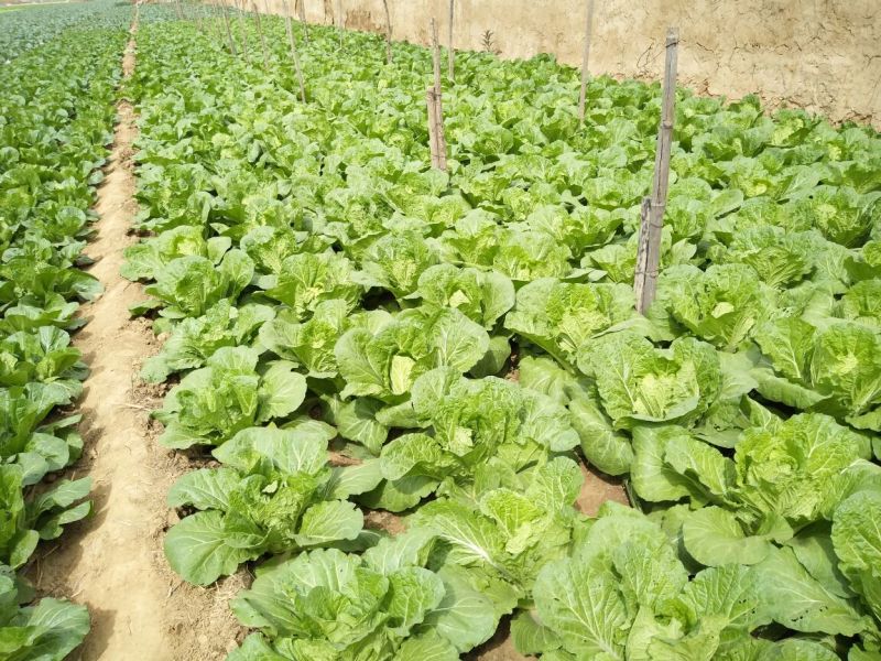 大白菜7斤以上毛菜