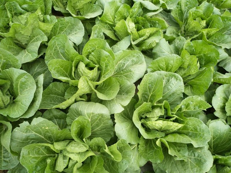 大白菜7斤以上毛菜