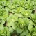 大白菜7斤以上毛菜