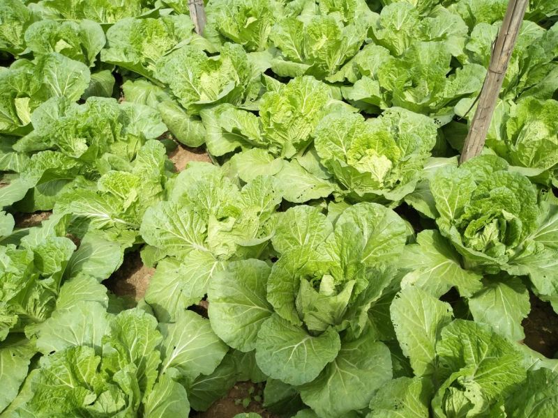 大白菜7斤以上毛菜