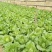 大白菜7斤以上毛菜