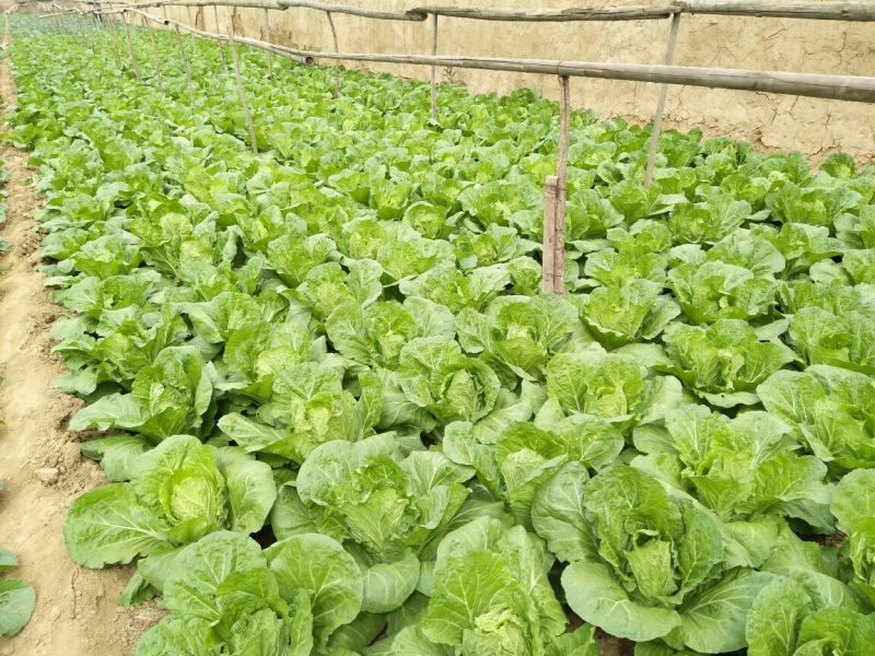 大白菜7斤以上毛菜