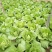 大白菜7斤以上毛菜