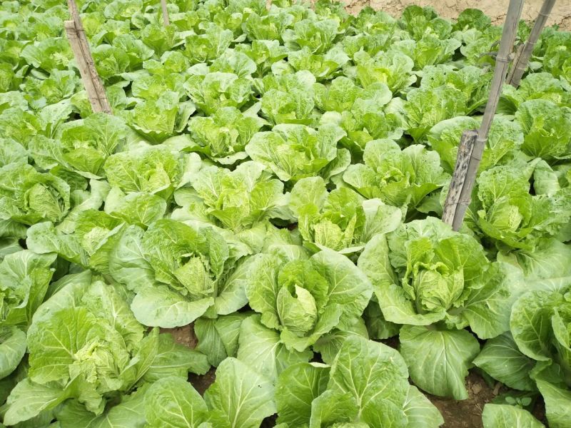 大白菜7斤以上毛菜