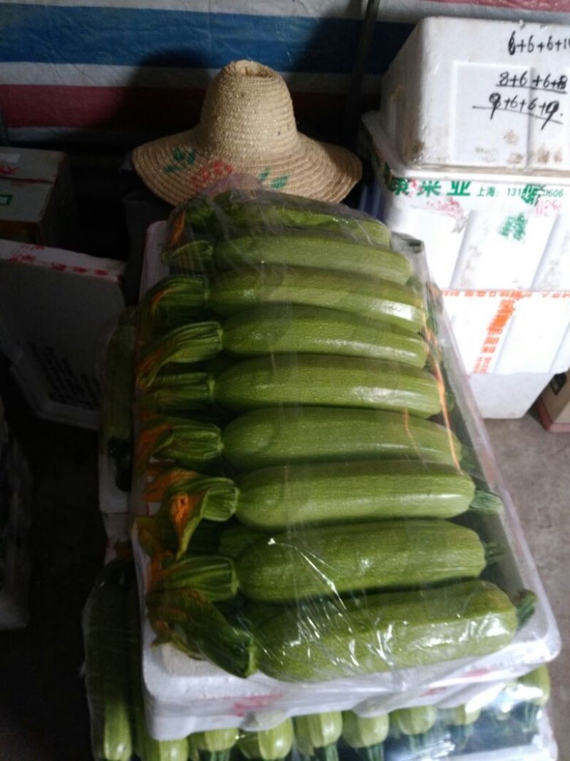西葫芦0.6斤以上