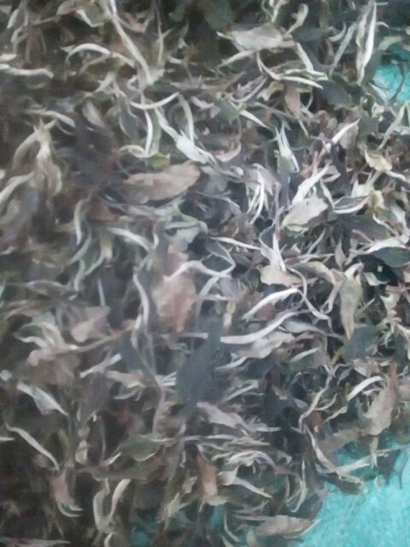 月光白四级