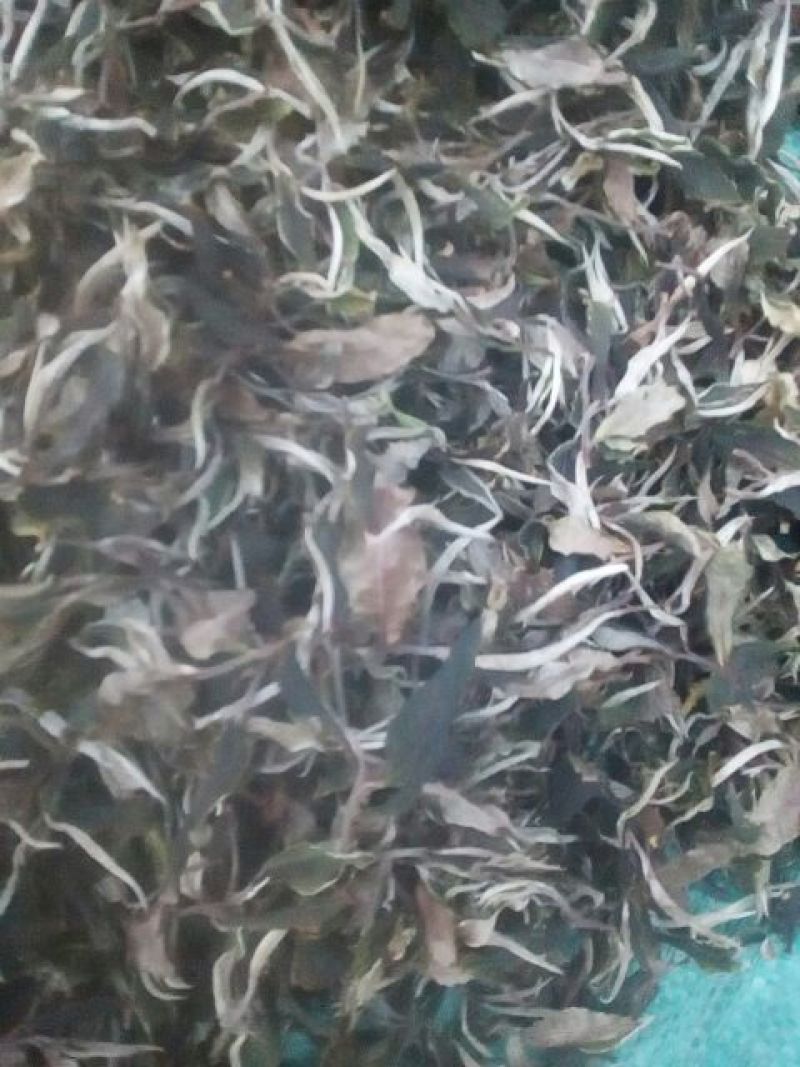 月光白四级