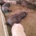 三元猪100~150公斤、可视频看货