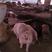 三元猪100~150公斤、可视频看货