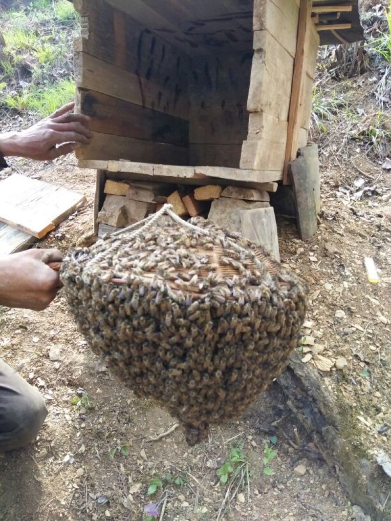 蜂蜜陕西土蜂蜜百花蜜甜蜜冲饮土蜂蜜蜂糖一年采一次