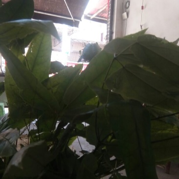 淫羊藿不带头统