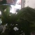 淫羊藿不带头统