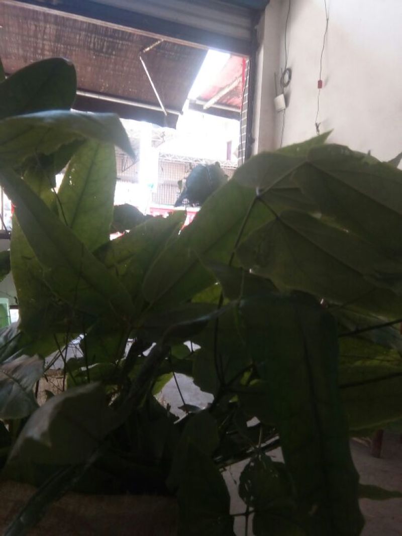 淫羊藿不带头统