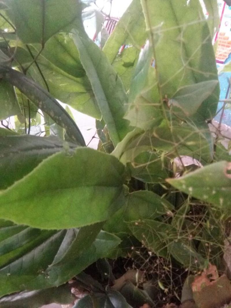淫羊藿不带头统