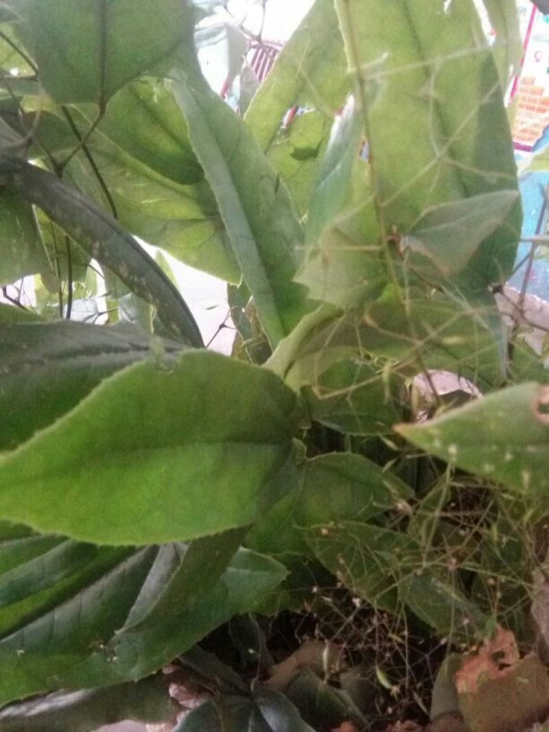 淫羊藿不带头统