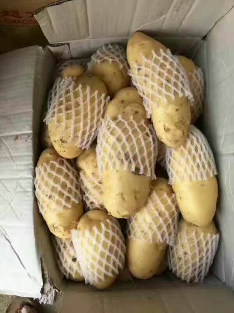 山东大棚土豆荷兰十五土豆2两以上，质量好，价格便宜