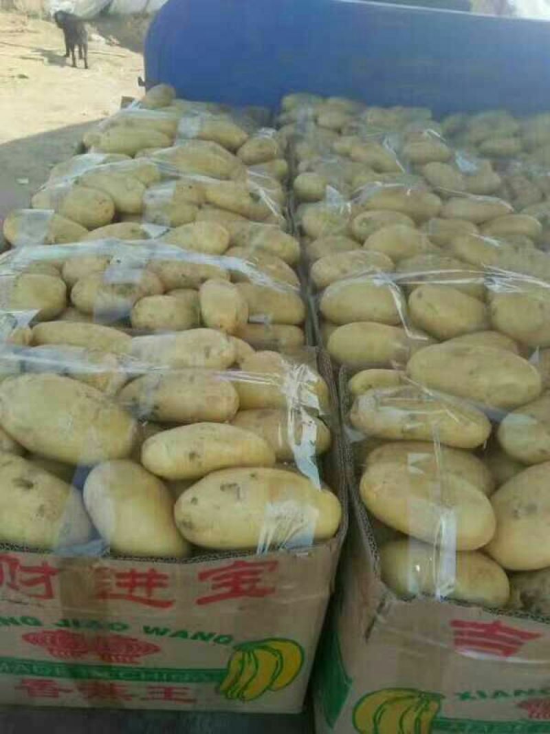 山东大棚土豆荷兰十五土豆2两以上，质量好，价格便宜