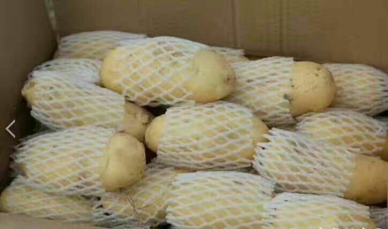 山东大棚土豆荷兰十五土豆2两以上，质量好，价格便宜