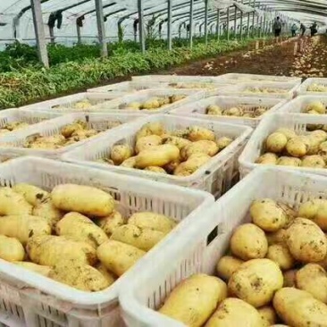 山东大棚土豆荷兰十五土豆2两以上，质量好，价格便宜