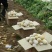 山东大棚土豆荷兰十五土豆2两以上，质量好，价格便宜
