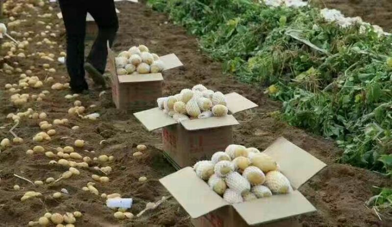 山东大棚土豆荷兰十五土豆2两以上，质量好，价格便宜