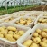 山东肥城土豆黄皮黄心希森土豆大量上市3两以上