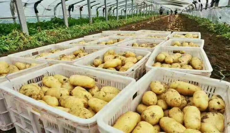 山东肥城土豆黄皮黄心希森土豆大量上市3两以上