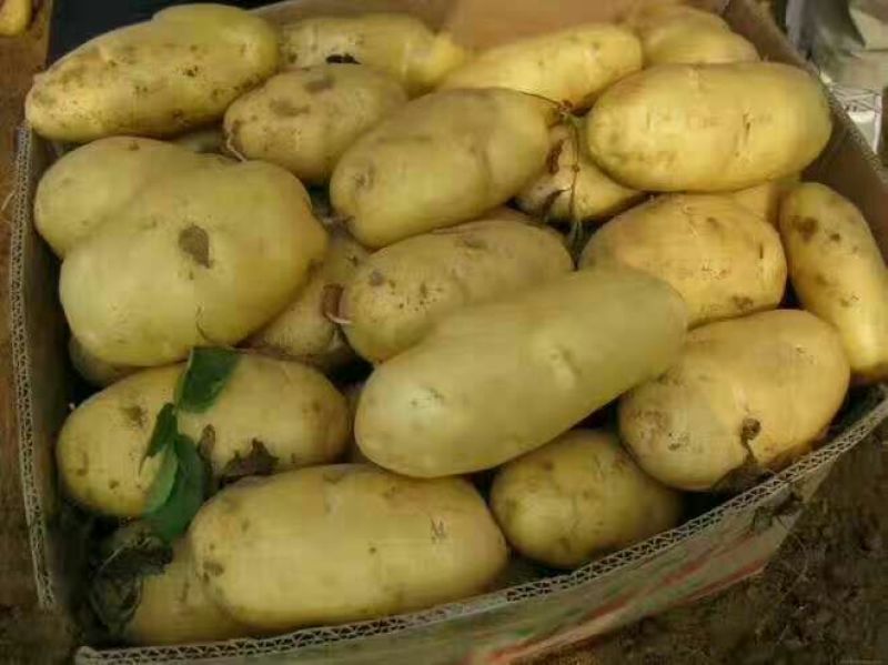 山东肥城土豆黄皮黄心希森土豆大量上市3两以上