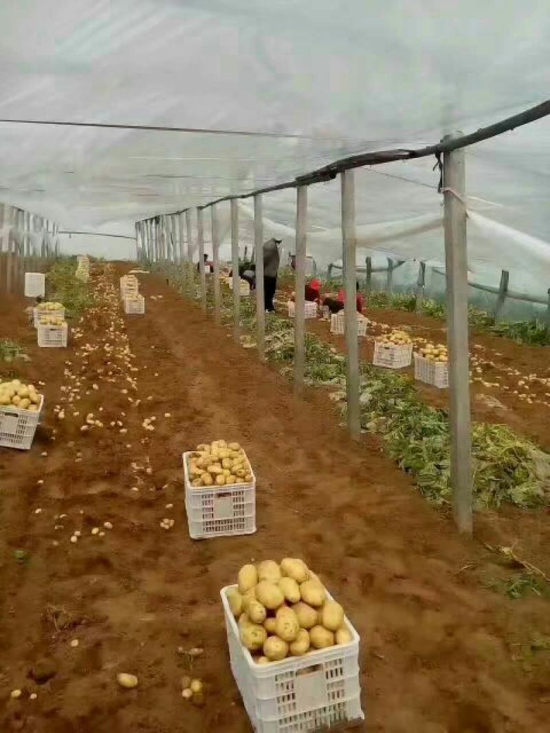 山东肥城土豆黄皮黄心希森土豆大量上市3两以上