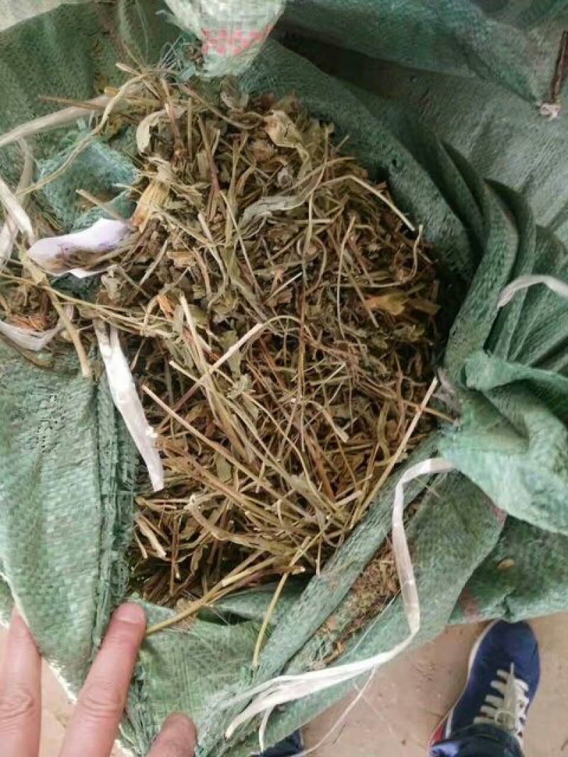 灯盏花