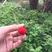 野生树莓苗粗生易长种植2～3月挂果酸甜