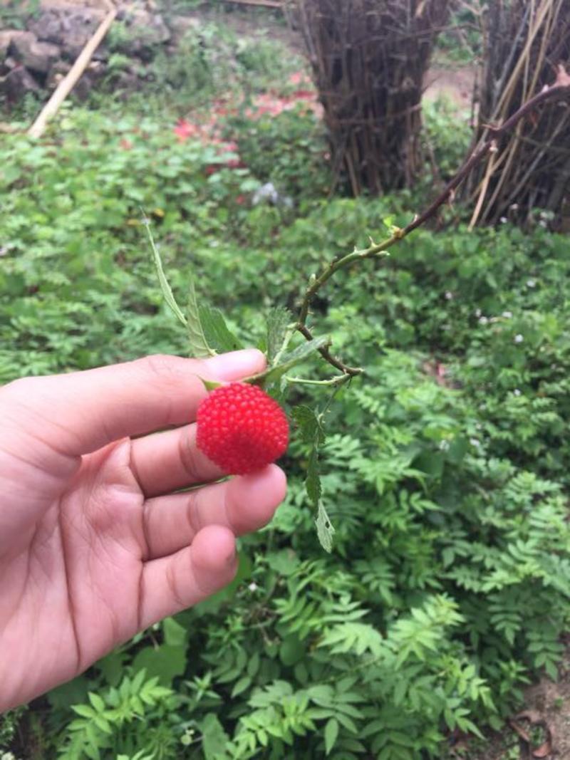 野生树莓苗粗生易长种植2～3月挂果酸甜