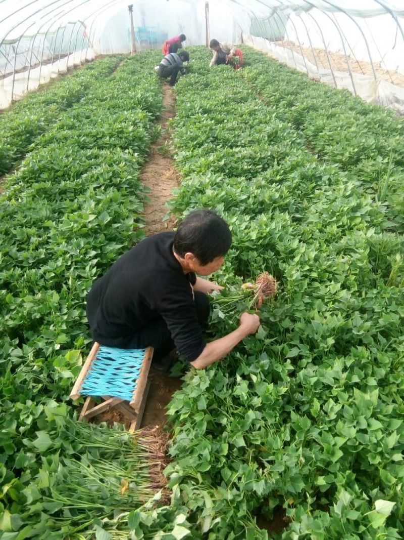 绝不掺假山东夏津红薯苗25~35cm