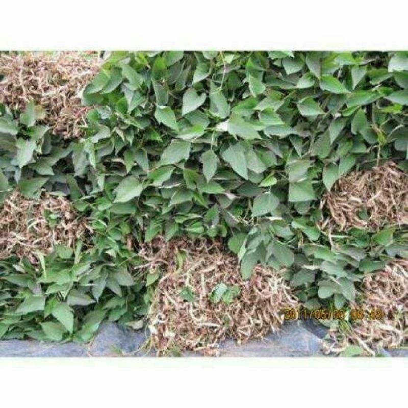 绝不掺假山东夏津红薯苗25~35cm