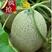 海阳网纹蜜瓜，每件4.5-5斤包邮初九发货