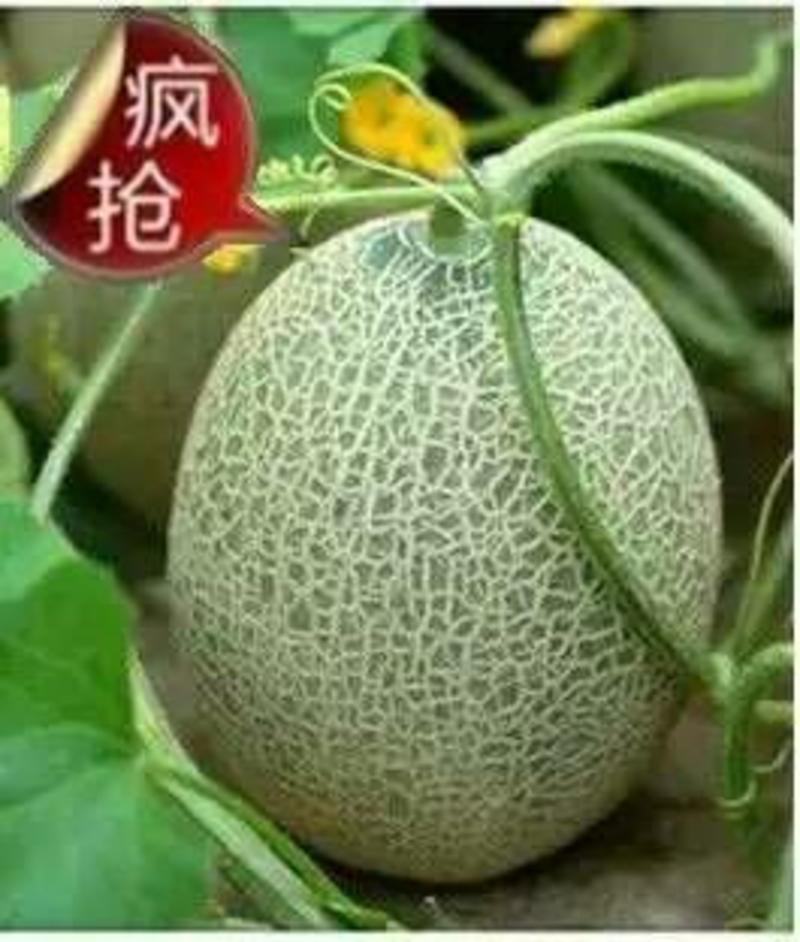 海阳网纹蜜瓜，每件4.5-5斤包邮初九发货