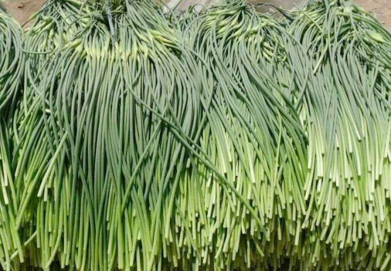 商河蒜薹60~70厘米
