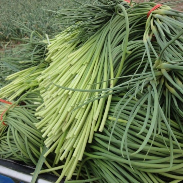 商河蒜薹60~70厘米