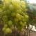 乐亭维多利亚葡萄大量上市5%以下1~2斤