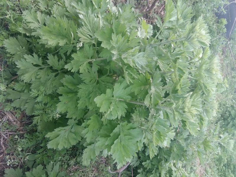 艾草
