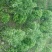 艾草
