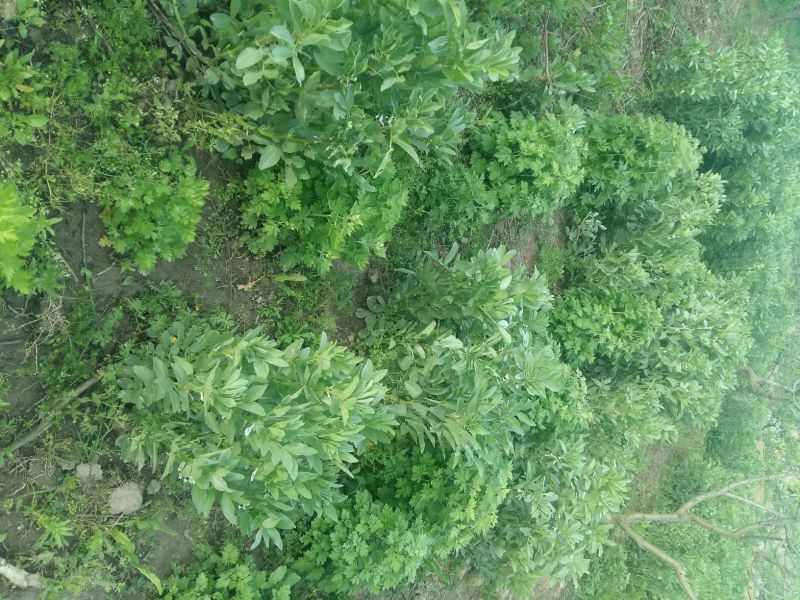 艾草