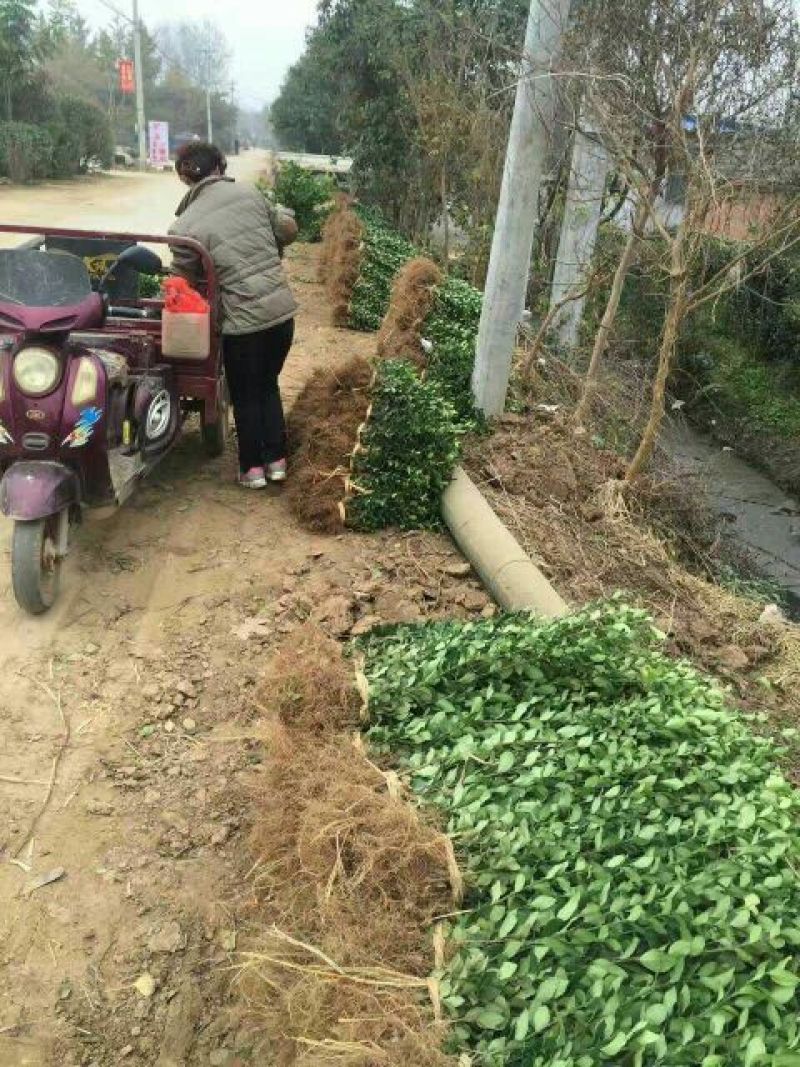 扶芳藤现场看货现起现发地头装车保湿发货
