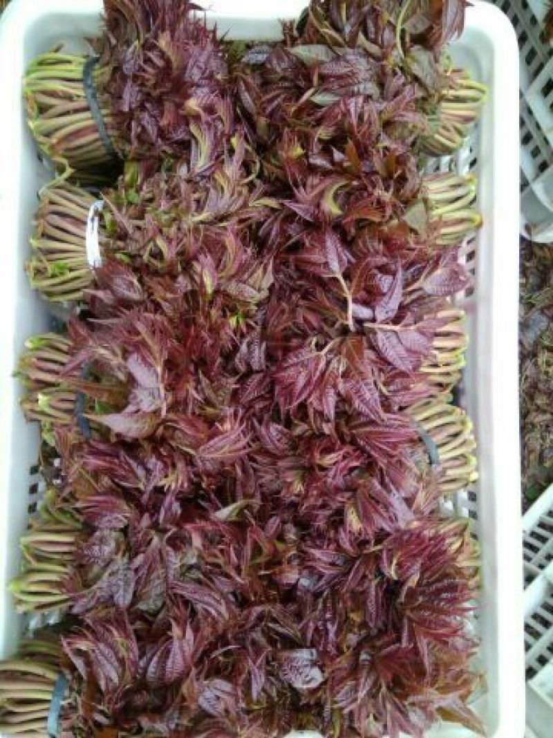 香椿芽露天香椿大量出售诚信经营新泰市放城镇马家寨子