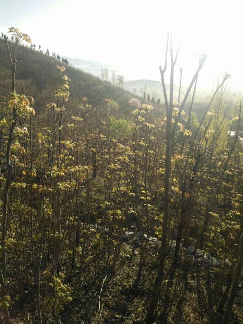 香椿芽露天香椿大量出售诚信经营新泰市放城镇马家寨子