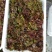 香椿芽露天香椿大量出售诚信经营新泰市放城镇马家寨子