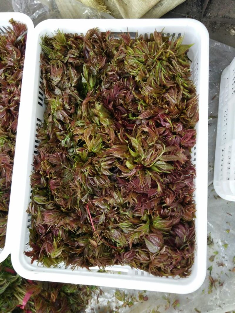 香椿芽露天香椿大量出售诚信经营新泰市放城镇马家寨子