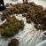 香椿芽露天香椿大量出售诚信经营新泰市放城镇马家寨子