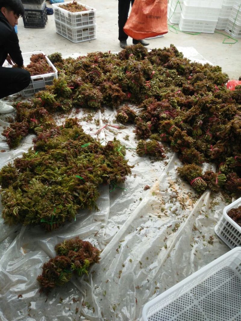 香椿芽露天香椿大量出售诚信经营新泰市放城镇马家寨子
